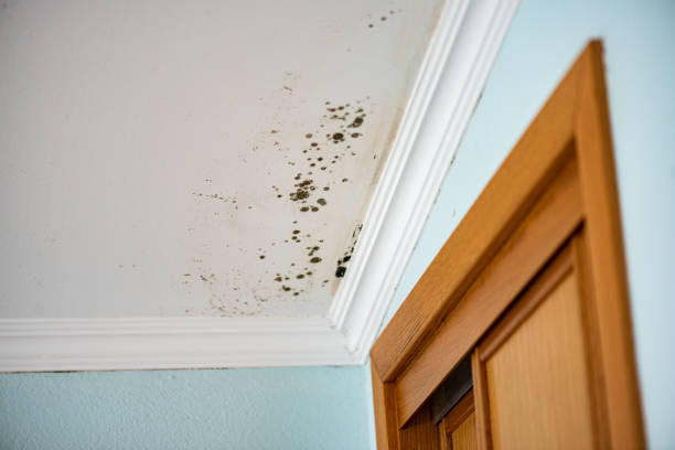 Best Local Mold Removal Service  in Helena, OK