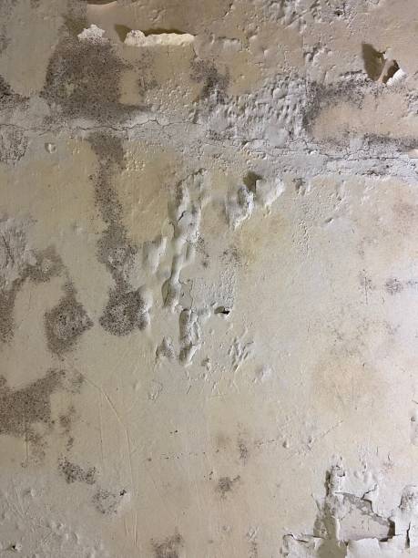 Best Fast Mold Removal  in Helena, OK
