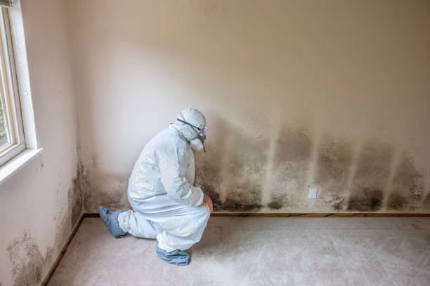 Best Mold Removal Company Near Me  in Helena, OK