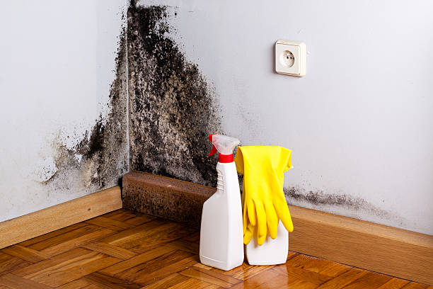 Best Mold Inspection  in Helena, OK