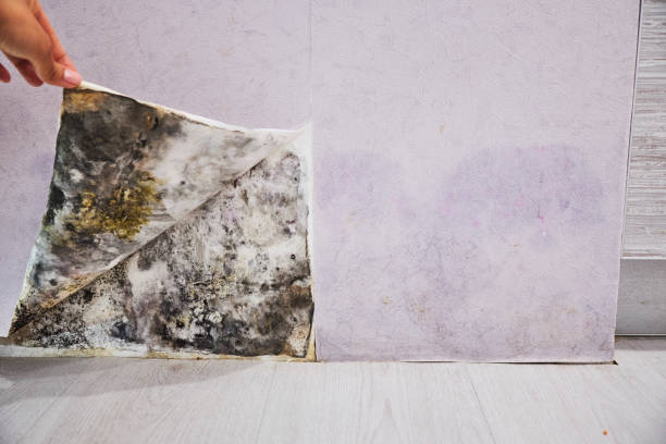 Best Black Mold Removal  in Helena, OK